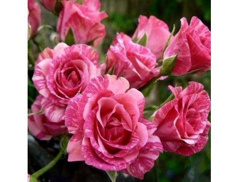 Роза Пинк Флеш (Pink Flash) (спрей) Роза Пинк Флеш (Pink Flash) (спрей)